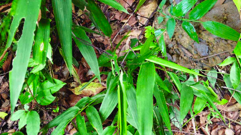 dam-truc-diep1.png Cây đạm trúc diệp 1