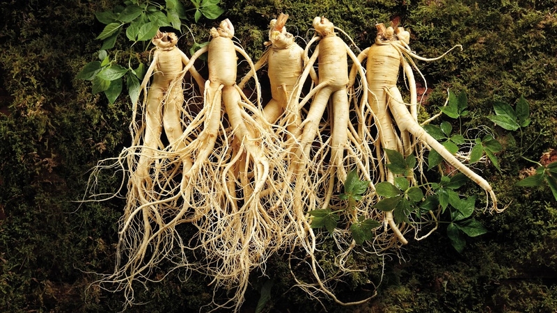 Mẹ bỉm đang cho con bú có uống sâm được không? 1