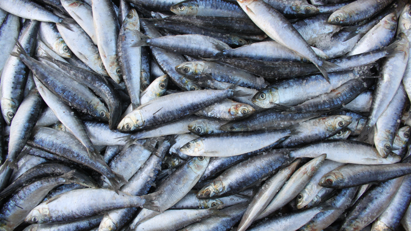 Cá mòi cung cấp protein, omega-3 và thường có mức thủy ngân thấp
