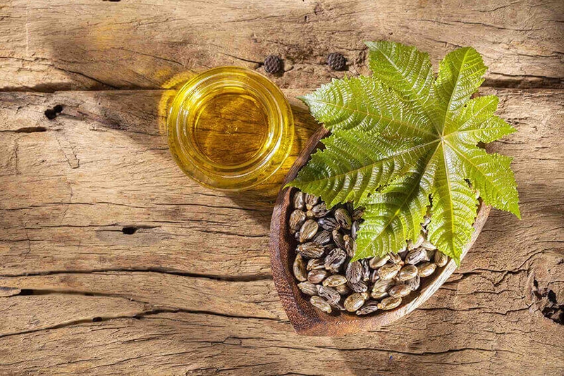 Cách sử dụng lá thầu dầu tía chữa bệnh trĩ hiệu quả nhất 2