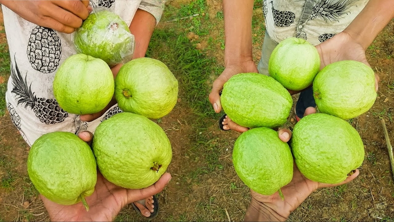 đau dạ dày ăn ổi được không 2