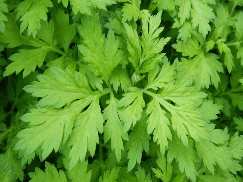 Đau đầu hai bên thái dương: Nguyên nhân và cách khắc phục3