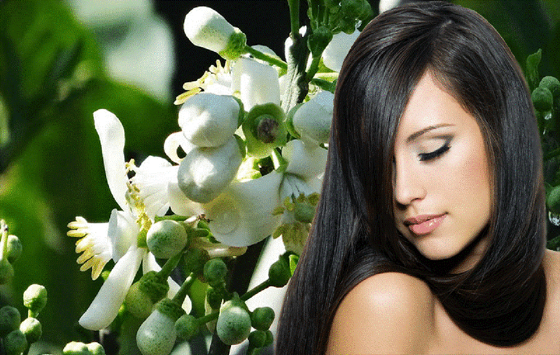 Dầu gội mọc tóc có chứa thành phần gì? Công dụng của dầu gội mọc tóc 2