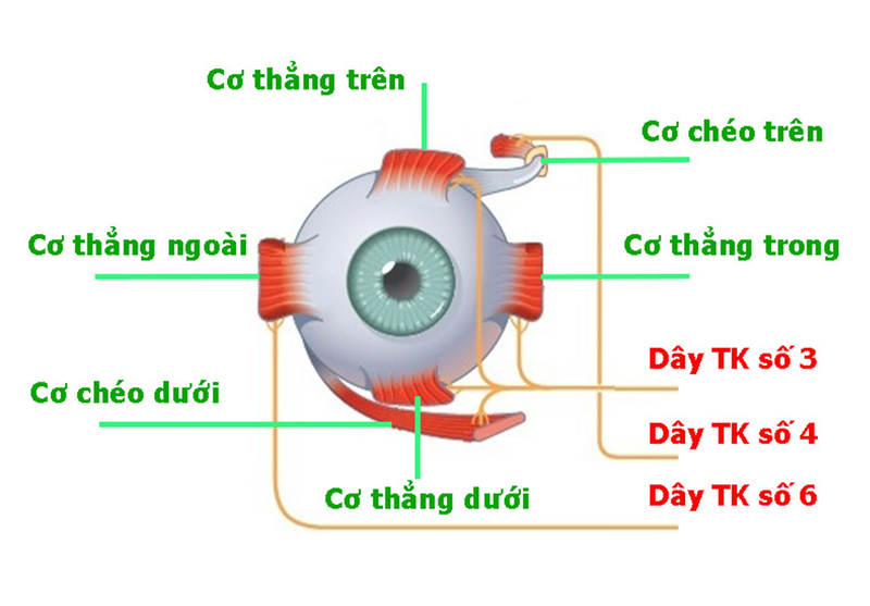 Dấu hiệu bé bị lác mắt 1