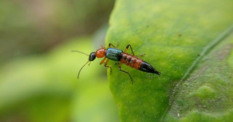 Dấu hiệu bị kiến ba khoang cắn là gì