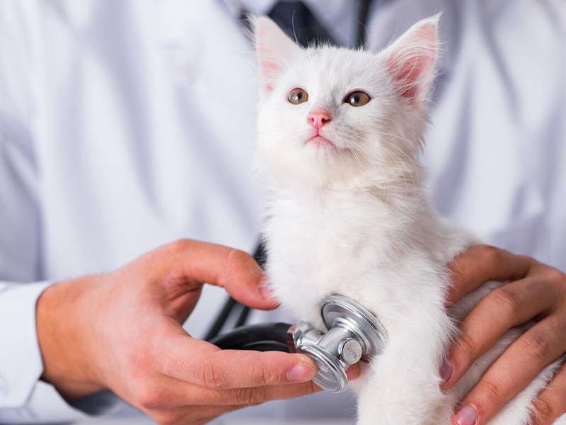 Nếu nhà nuôi thú cưng cần thường xuyên thăm khám sức khỏe và tẩy giun định kỳ