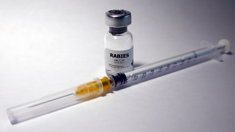 Dấu hiệu chó bị dại theo từng giai đoạn ai cũng cần nắm rõ5