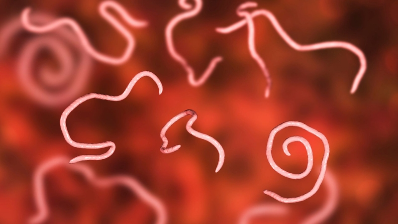 Dấu hiệu nhiễm giun kim ở trẻ em? Khi trẻ bị nhiễm giun kim phải làm sao? 3