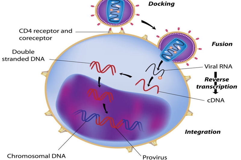 Dấu hiệu nhiễm hiv sau 1 năm là gì? Yếu tố nào tác động đến sự tiến triển của bệnh? 1