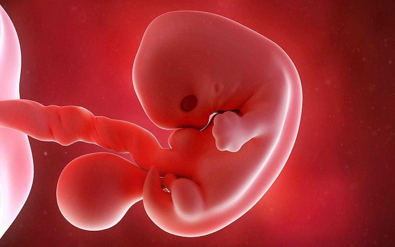 Dấu hiệu thai 7 tuần phát triển bình thường bạn đã biết chưa? 1
