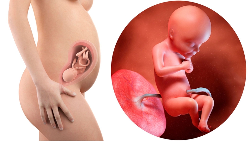 Thiếu sắt dẫn đến thiếu máu ảnh hưởng đến sự phát triển não bộ của bé