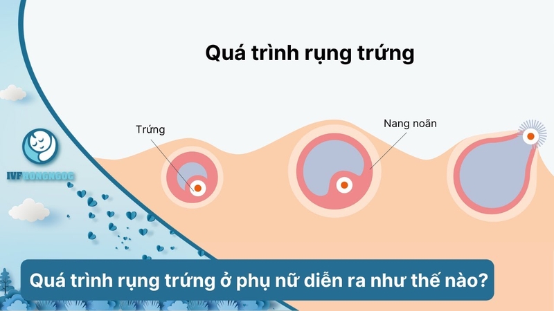 Quá trình phóng noãn - rụng trứng