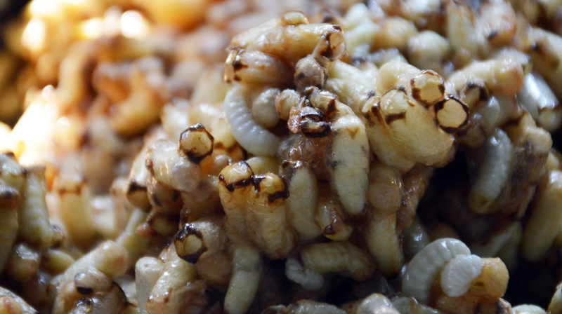 Dấu hiệu và cách chữa dị ứng khi ăn nhộng ong 4