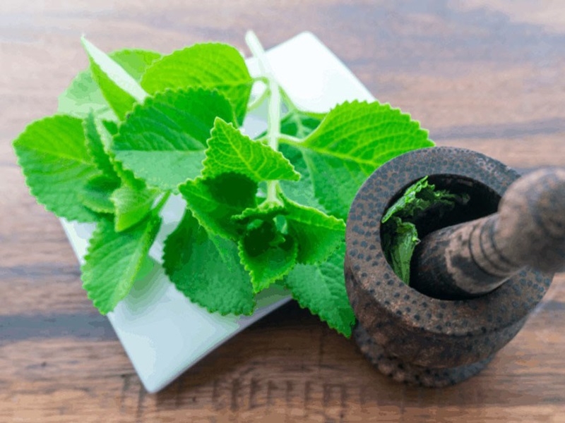 Dầu húng chanh là gì? Công dụng của dầu húng chanh đối với sức khỏe 2