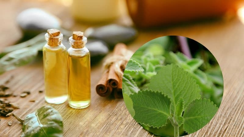 Dầu húng chanh là gì? Công dụng của dầu húng chanh đối với sức khỏe 3