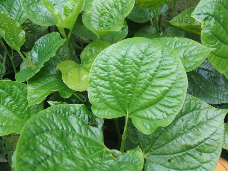 Đau khớp uống thuốc nam2