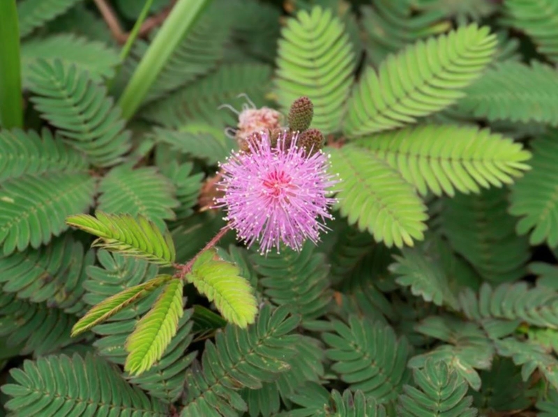 Đau khớp uống thuốc nam3