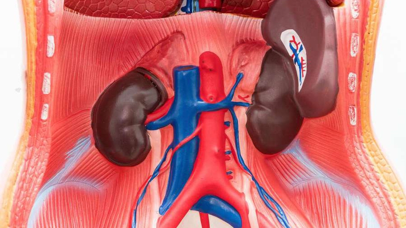 Đau lá lách: Nguyên nhân và hướng điều trị hiệu quả 1