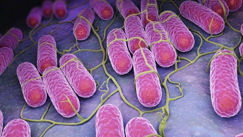 Đâu là những tác nhân gây bệnh thương hàn bạn cần biết? 2