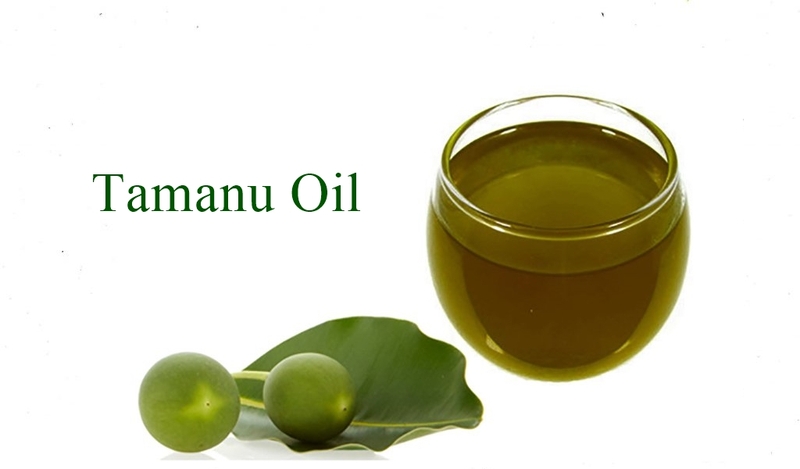 Dầu mù u chiết xuất từ hạt của cây tamanu