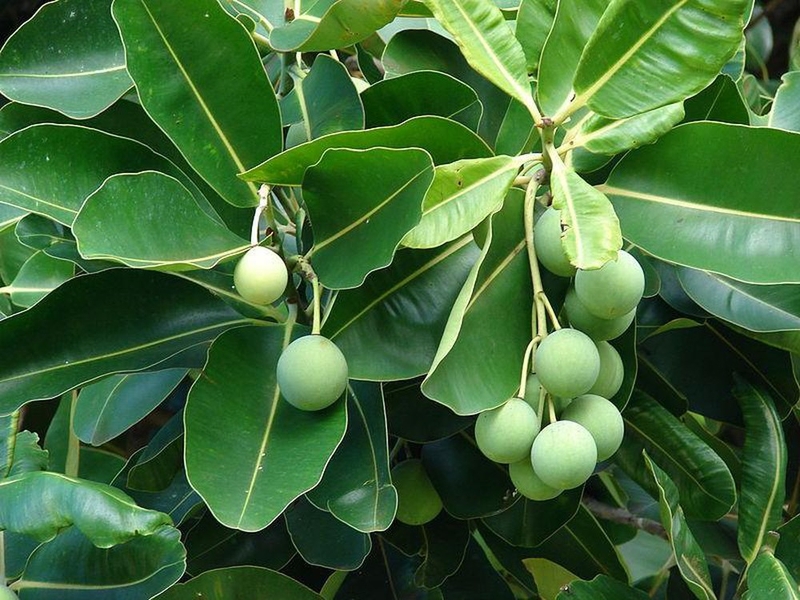 dầu mù u trị nám có tốt không 1