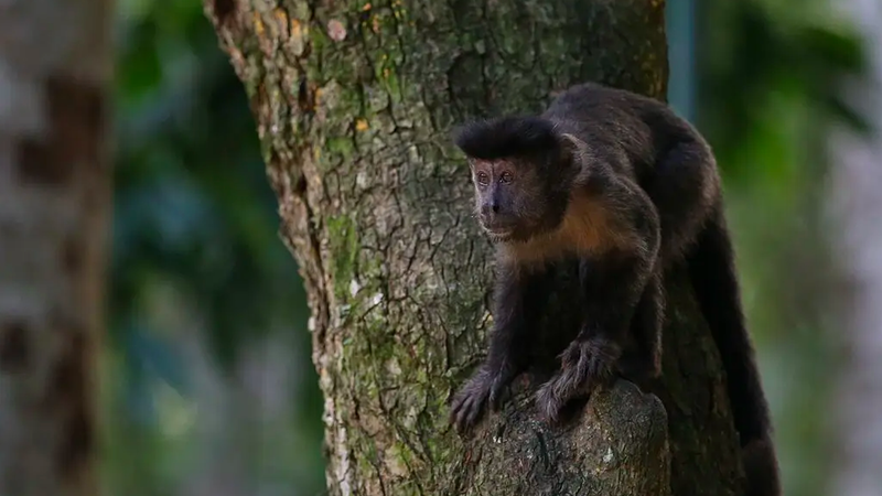 Đậu mùa khỉ có lây qua đường tình dục không? 3