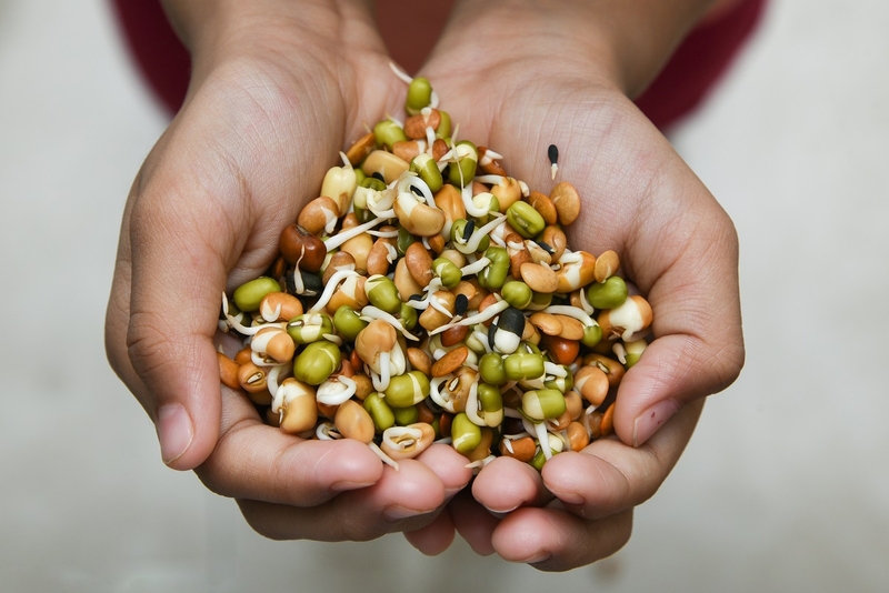 Đậu ngự mọc mầm ăn được không? Lưu ý cần biết