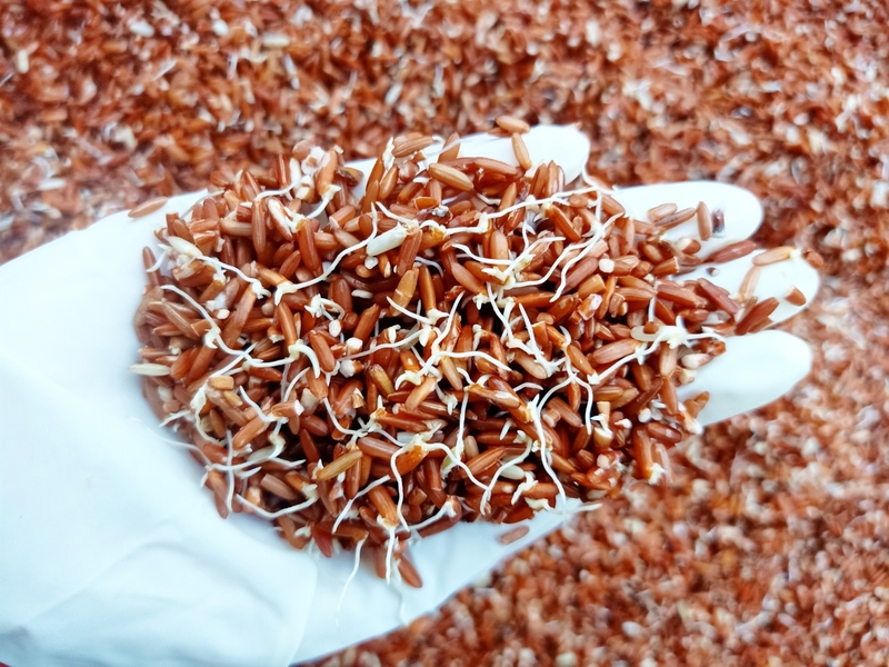 Đậu ngự mọc mầm ăn được không? Lưu ý cần biết 2