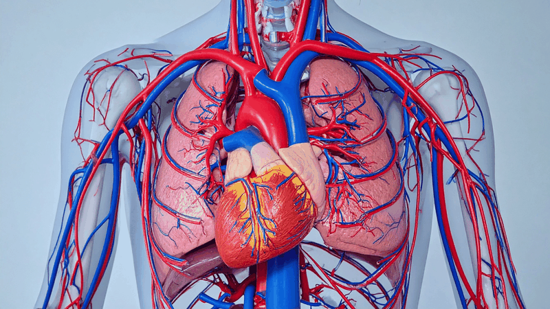 Các bệnh về tim mạch là nguyên nhân hàng đầu gây đau ngực phía bên trái