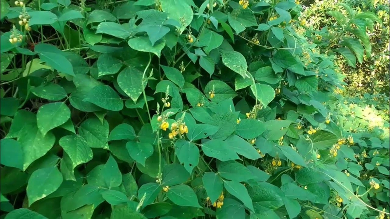 Đậu nho nhe: Công dụng, giá trị dinh dưỡng và cách dùng đúng cách 1