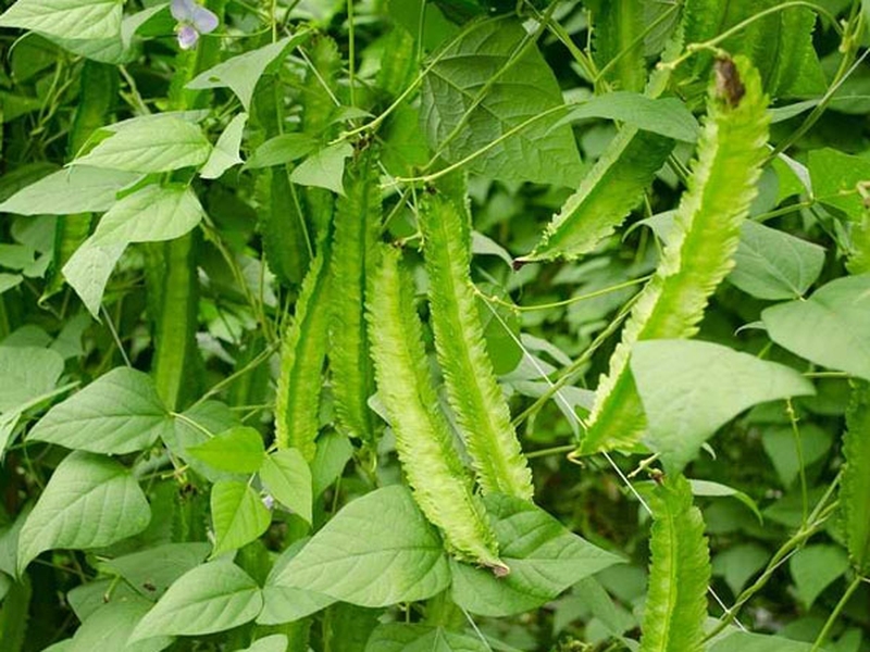 9-cong-dung-cua-dau-rong-do-khe-doi-voi-suc-khoe-sac-dep-1