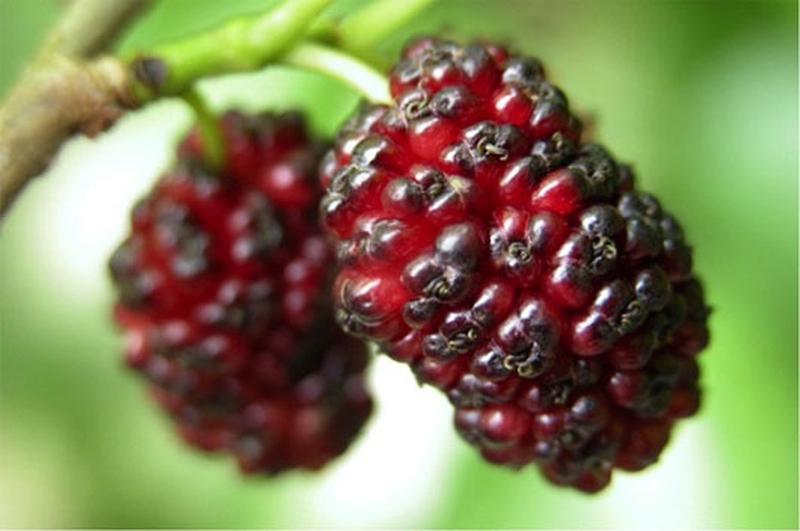 dau-tam-va-nhung-loi-ich-suc-khoe-khong-phai-ai-cung-biet-2