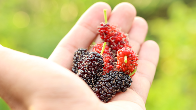 Dâu tằm và nước dâu tằm bao nhiêu calo? Một số lợi ích của nước dâu tằm 2