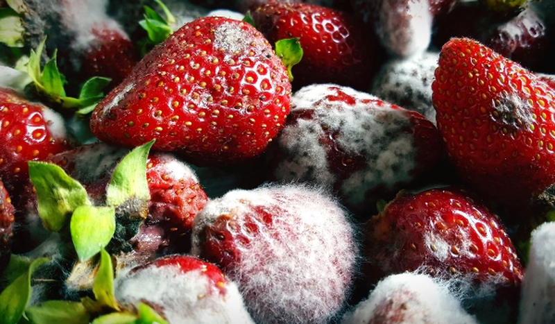 Dâu tây bị mốc có ăn được không? 2