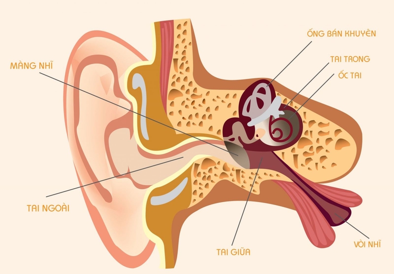 Đau trong tai khi nhai là dấu hiệu của bệnh gì? Đây có phải bệnh nguy hiểm? 1