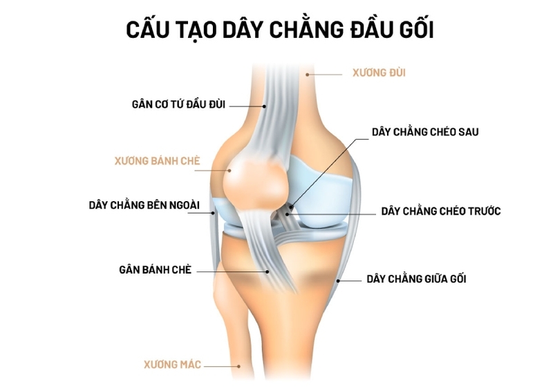 Dây chằng đầu gối cấu tạo như thế nào? Các chấn thương thường gặp 1
