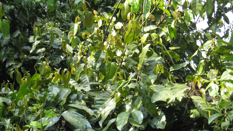 Dây gắm: Loại dây leo có nhiều công dụng tốt cho sức khoẻ 1.png