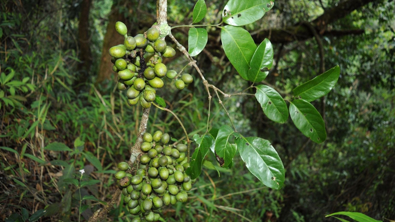 Dây gắm: Loại dây leo có nhiều công dụng tốt cho sức khoẻ 2.png