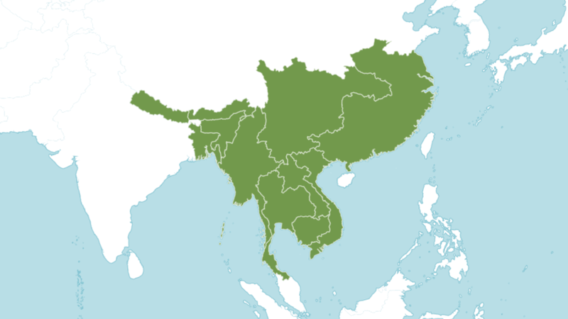 Dây gắm: Loại dây leo có nhiều công dụng tốt cho sức khoẻ 3.png