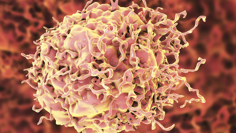 Dây gắm: Loại dây leo có nhiều công dụng tốt cho sức khoẻ 5.png