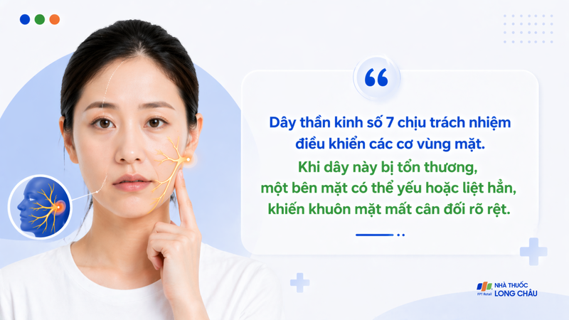 Dây thần kinh số 7 chịu trách nhiệm điều khiển cơ vùng mặt