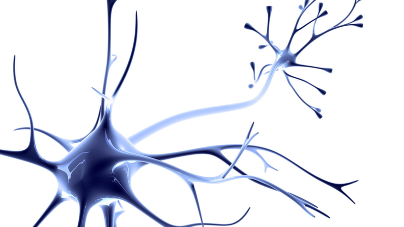 Dây thần kinh số 8 là gì chức năng và vai trò trong cơ thể? 4