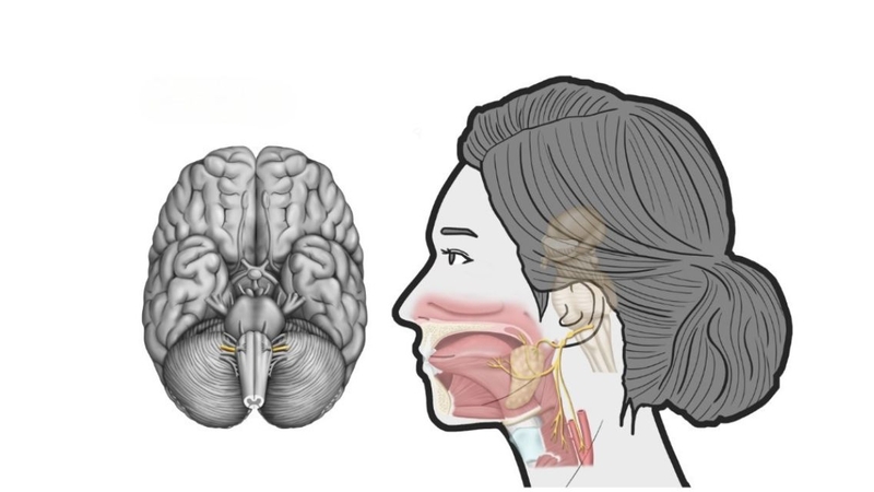 Dây thần kinh số 9​: Cấu trúc, chức năng và các rối loạn thường gặp 1