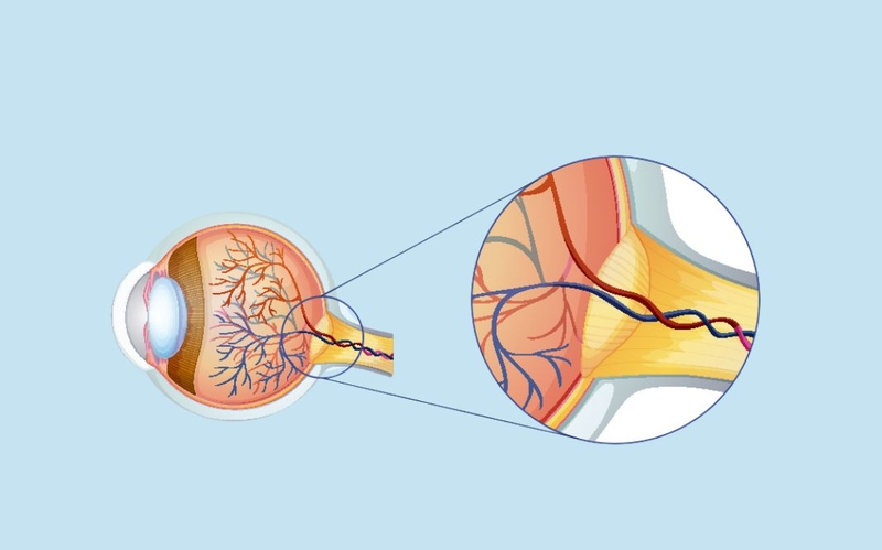 Dây thần kinh thị giác có nhiệm vụ gì 1