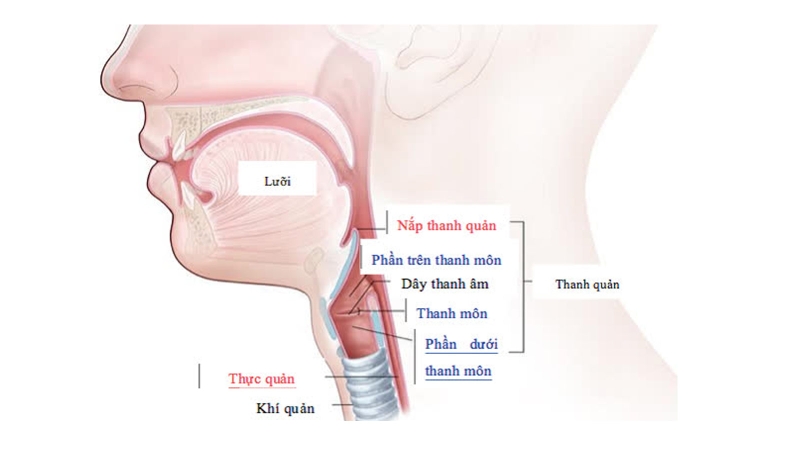Dây thanh quản là gì? Dây thanh quản nằm ở đâu? 1