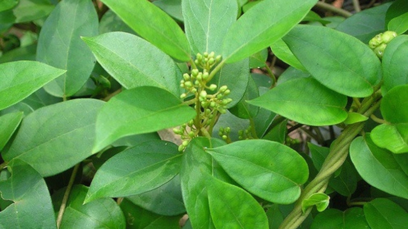 Dây thìa canh có tác dụng gì? Một số bài thuốc với dây thìa canh 1