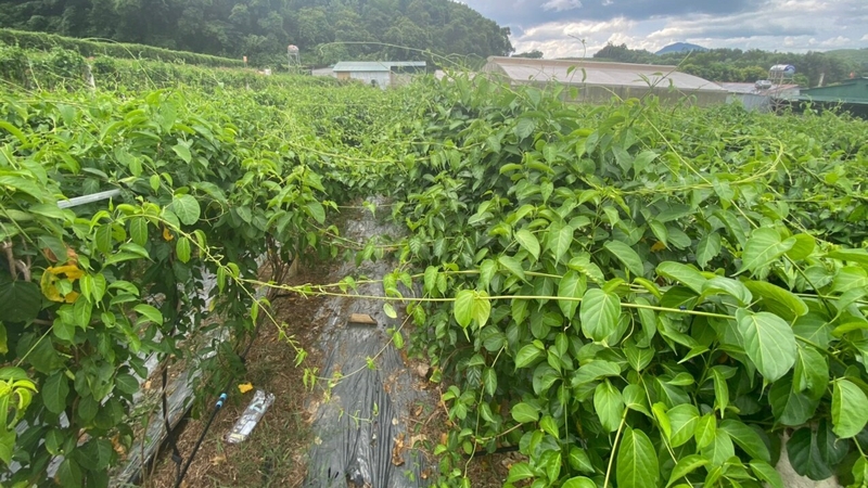 Dây thìa canh có tác dụng gì? Một số bài thuốc với dây thìa canh 3