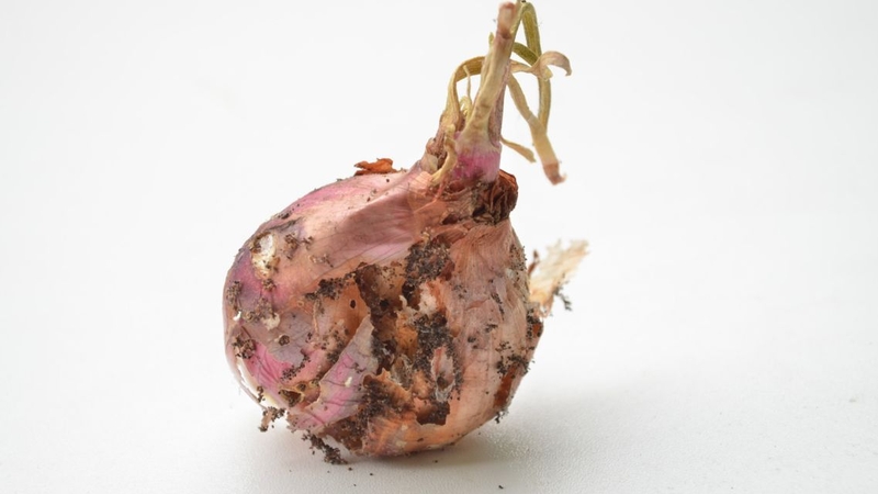 Hành tây để trong phòng bị nấm mốc, hư hỏng còn ảnh hưởng đến sức khỏe