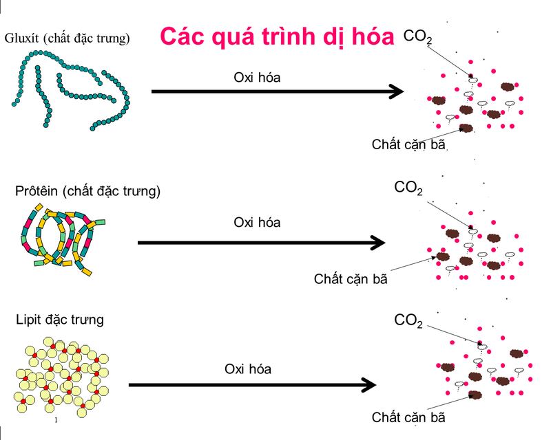 Dị hóa là một khái niệm đại diện cho một tập hợp một số chuỗi phản ứng trao đổi chất
