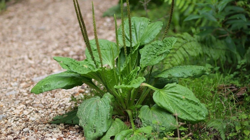 Đi tiểu buốt uống lá cây gì? Các bài thuốc trị tiểu buốt 2